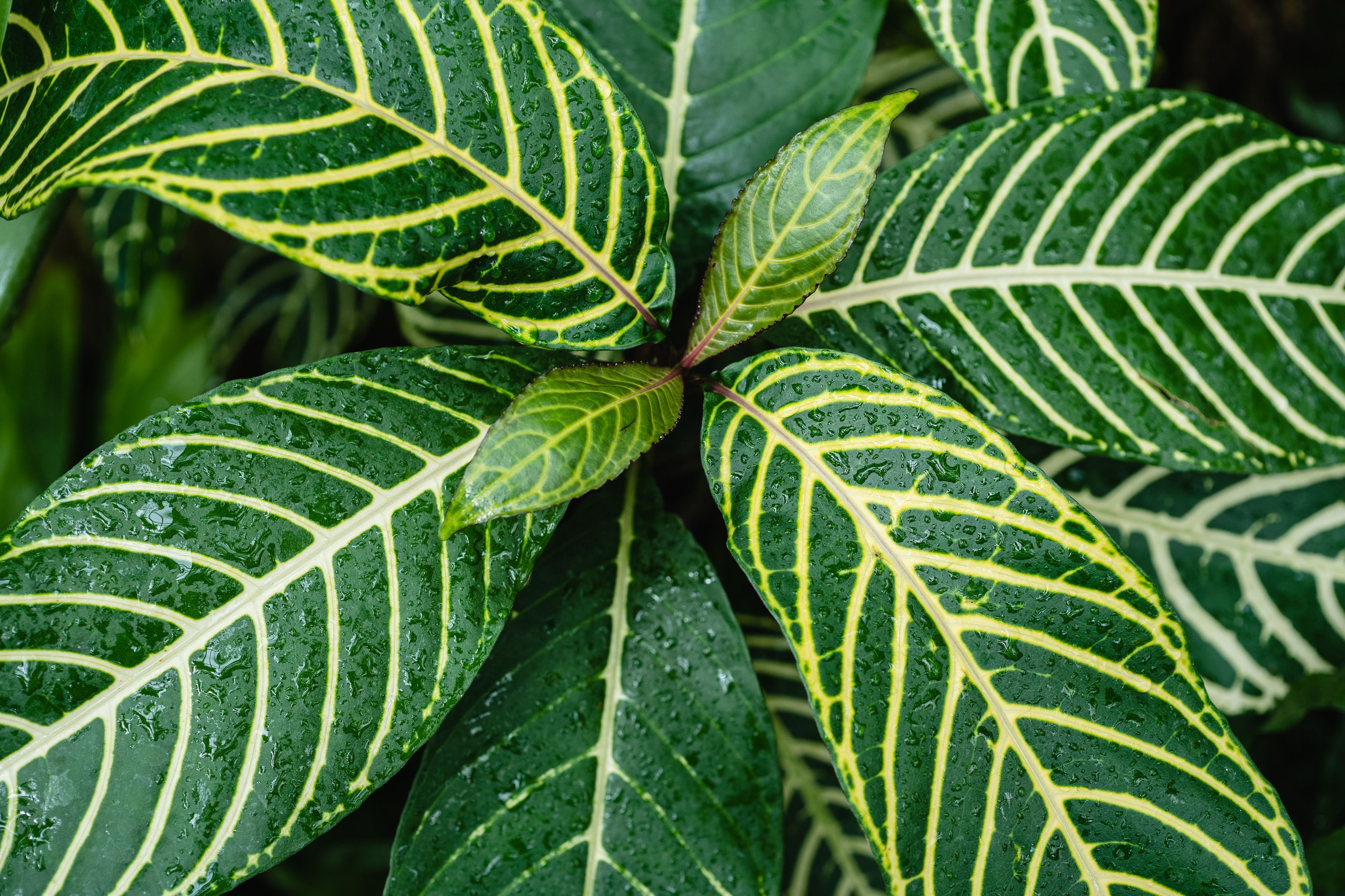 Traditional Chinese Medicine assessment representing pattern identification (Photo by https://www.pexels.com/@marina-zasorina/)